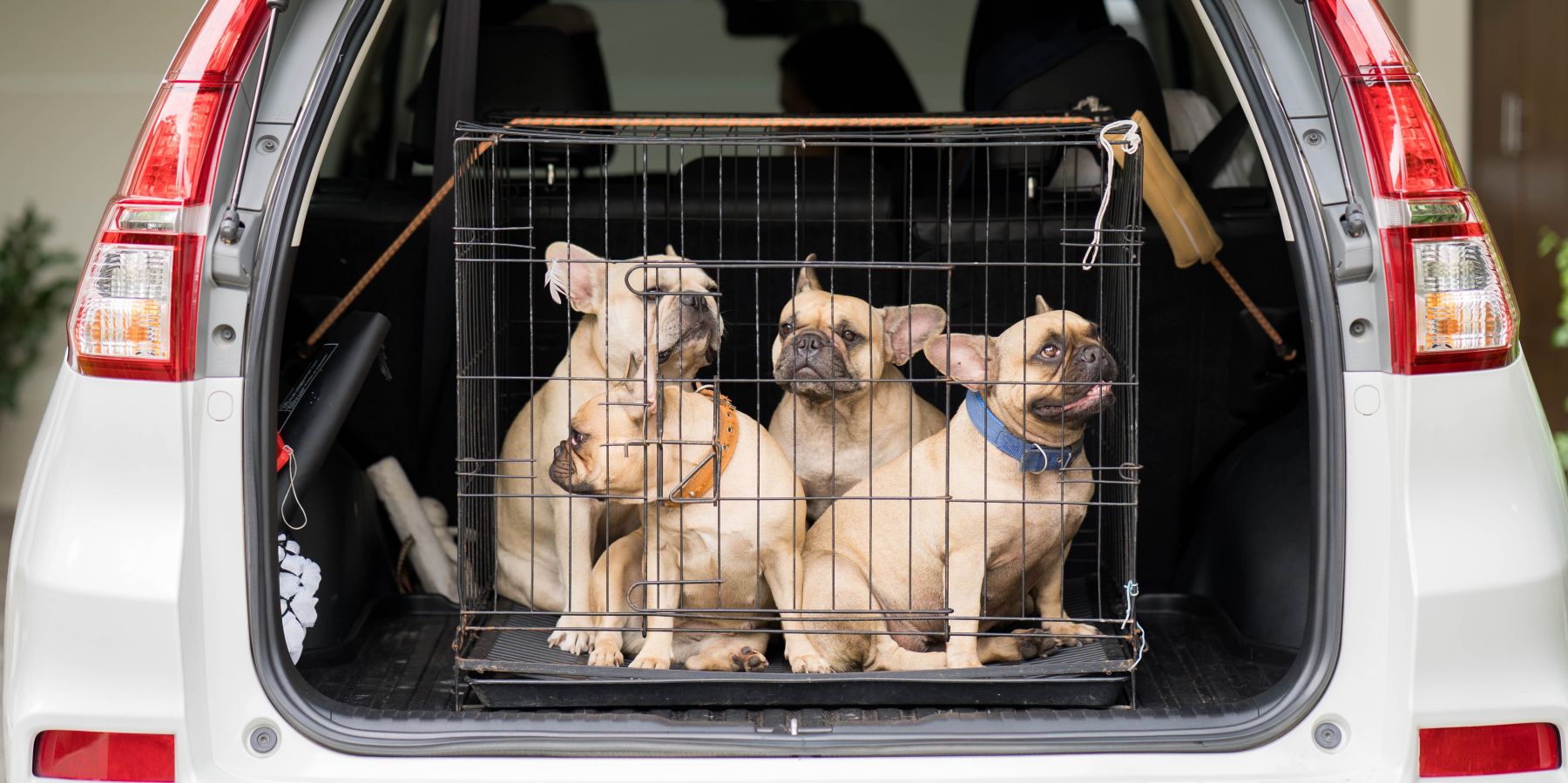 Essential Safety Tips and Legal Must-Knows for Road-Tripping with Your Dog